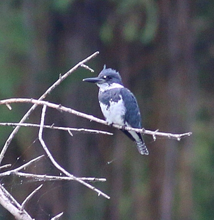 Belted Kingfisher - ML621119214