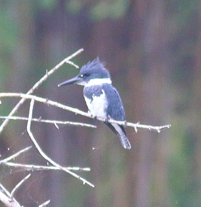 Belted Kingfisher - ML621119215