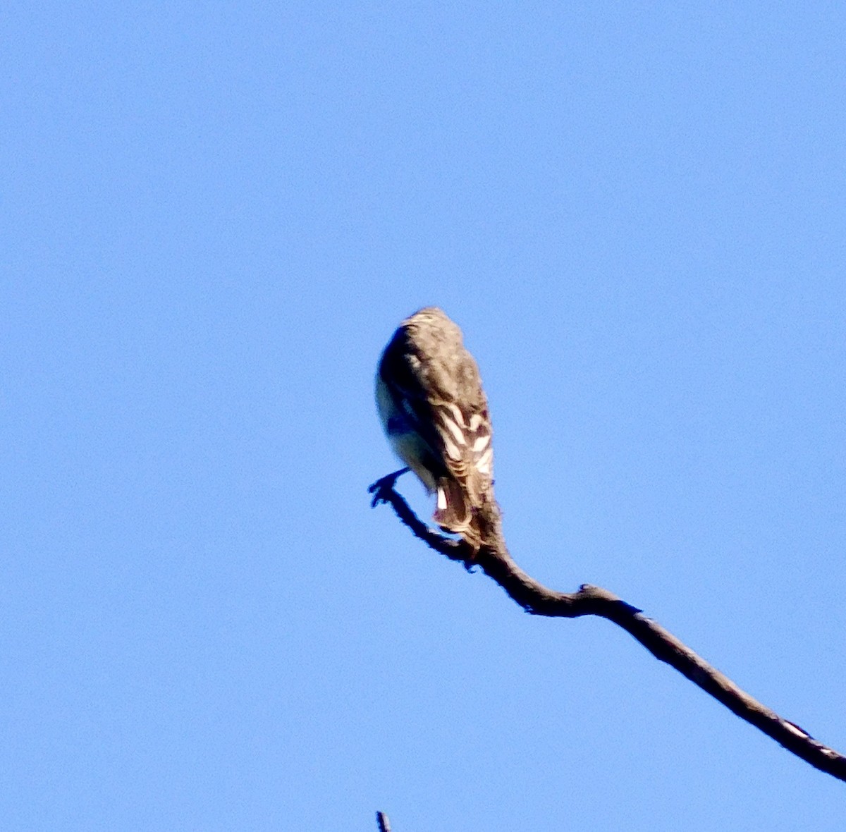 American Goldfinch - ML621119217