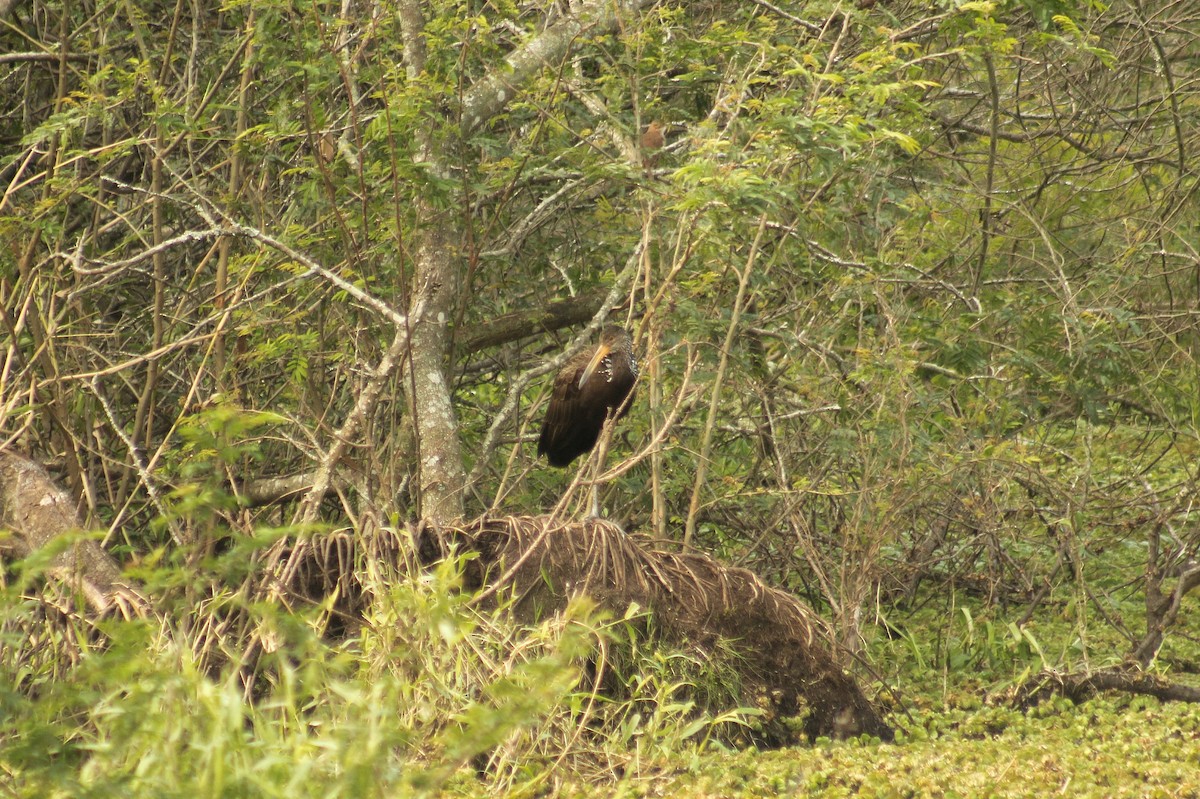 Limpkin (Brown-backed) - Guillermo Andreo