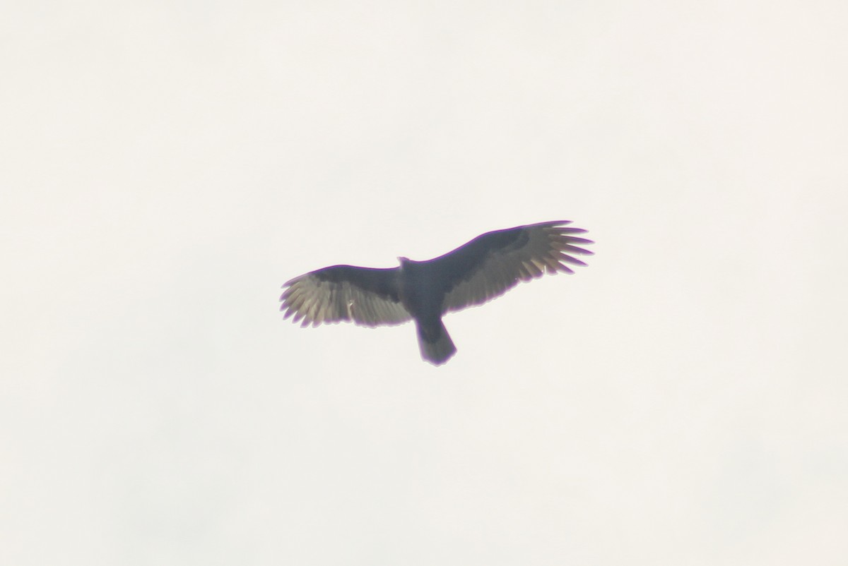 Turkey Vulture (Tropical) - ML621119315