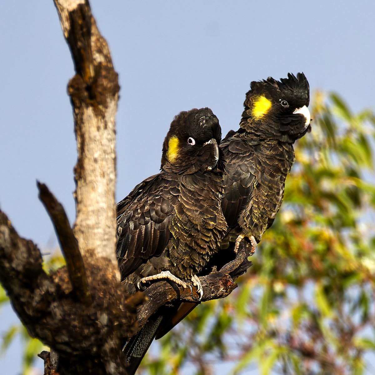 Yellow-tailed Black-Cockatoo - Ken Janson