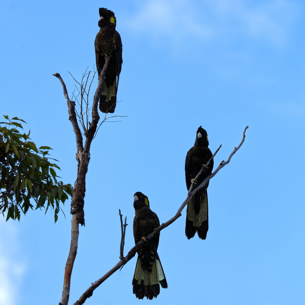 Yellow-tailed Black-Cockatoo - ML621119347