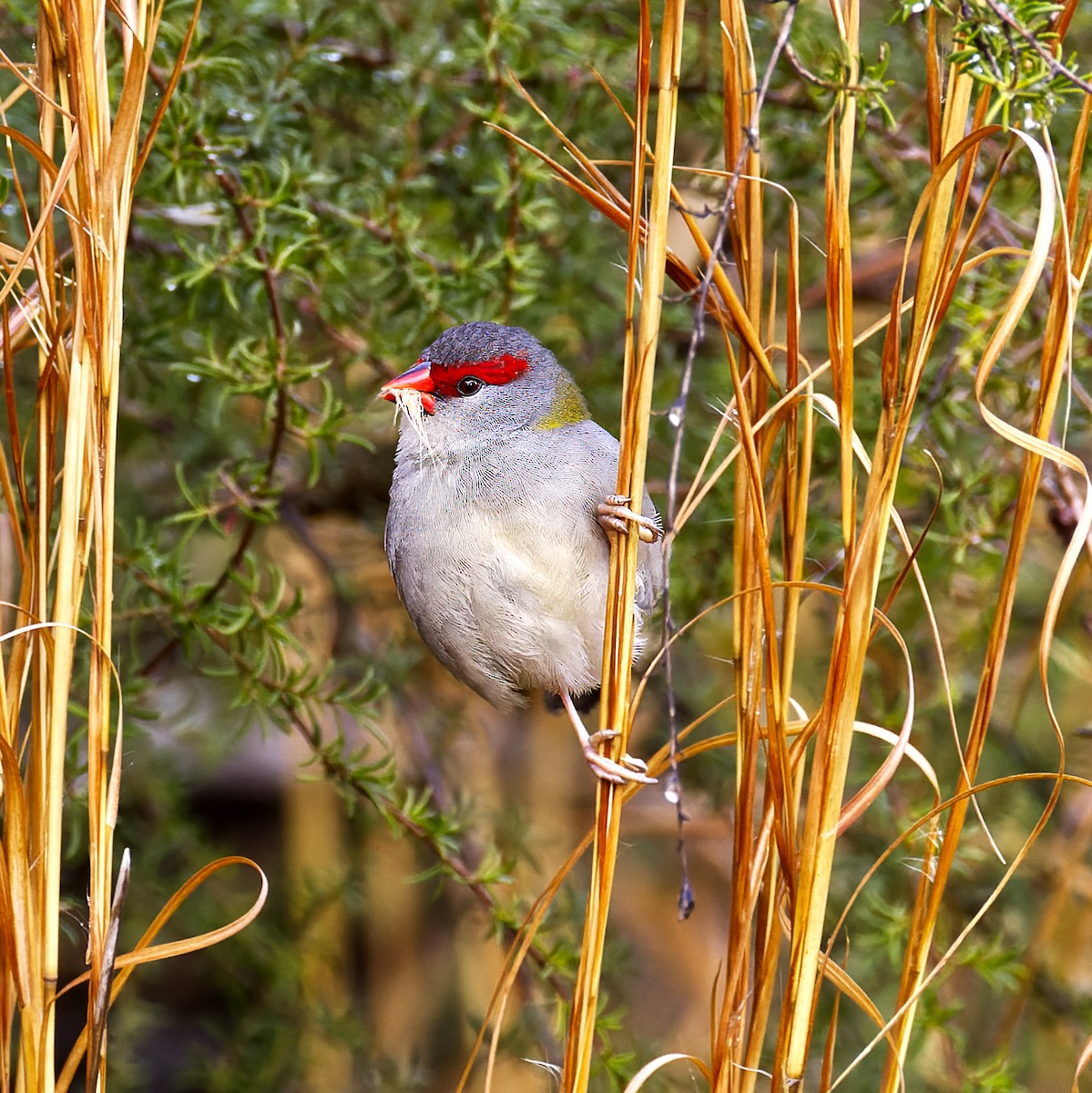 Red-browed Firetail - ML621119396