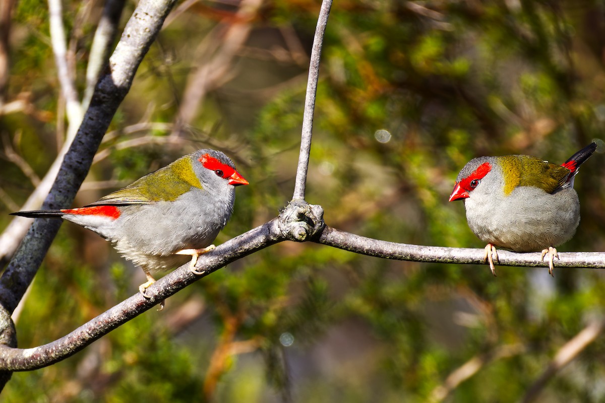 Red-browed Firetail - ML621119397