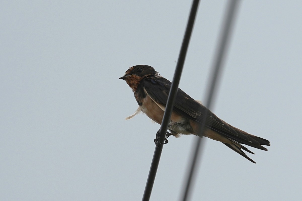 Barn Swallow - ML621119428