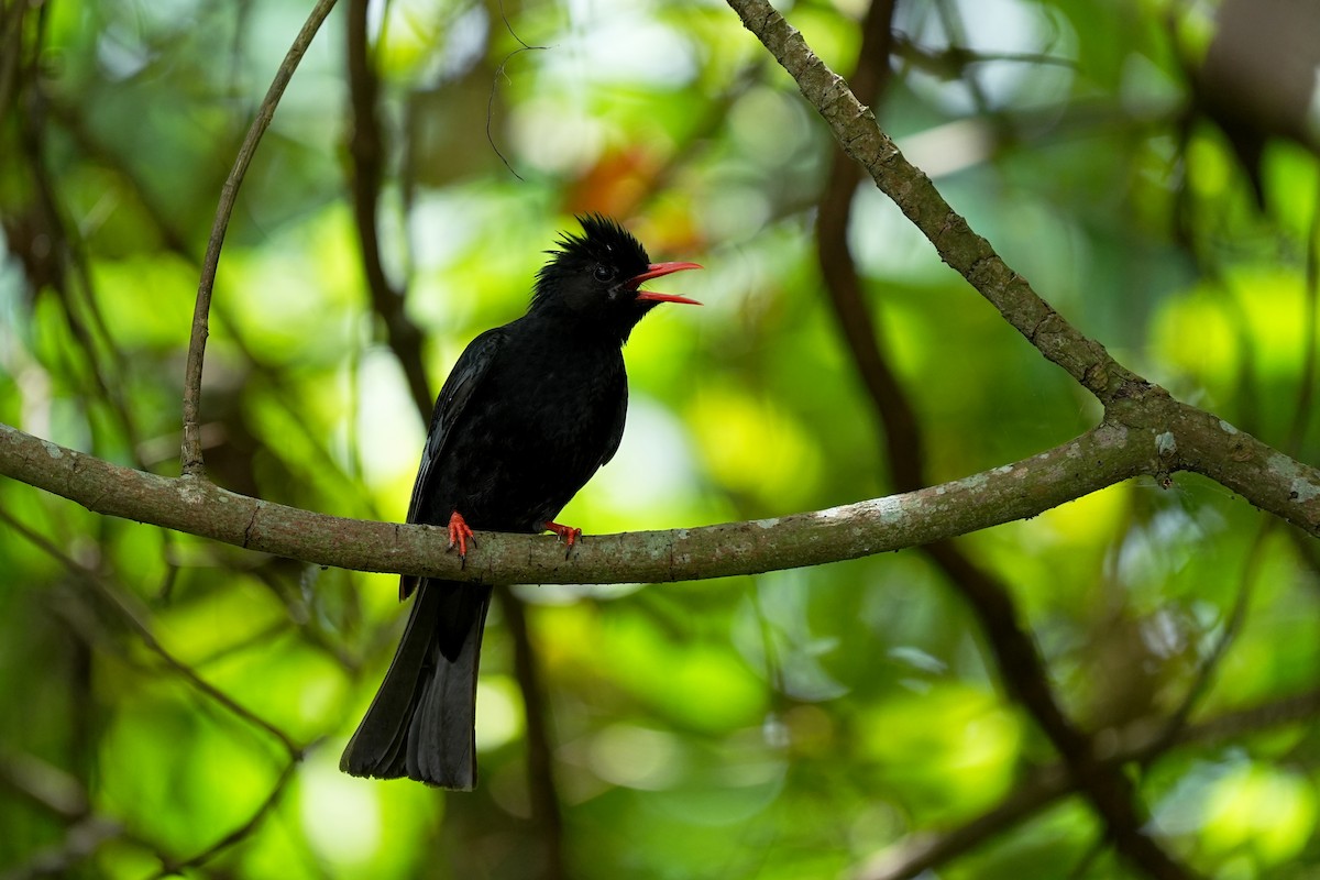 Bulbul Negro - ML621119431