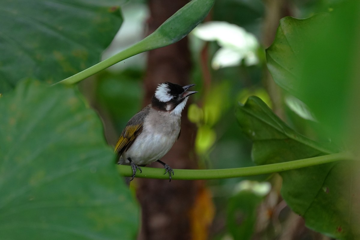 Light-vented Bulbul - ML621119432