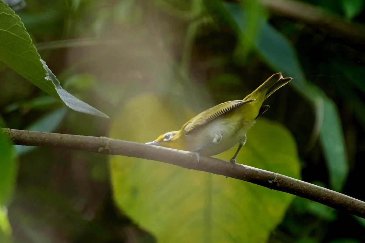 Swinhoe's White-eye - ML621119433