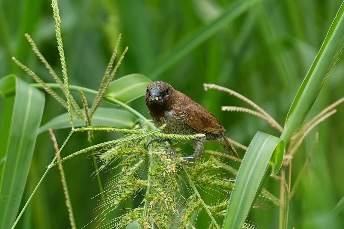 Scaly-breasted Munia - ML621119435