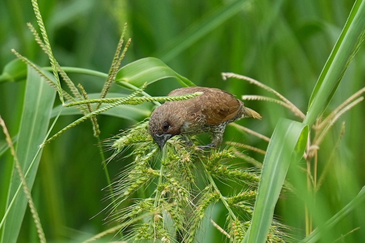 Scaly-breasted Munia - ML621119443