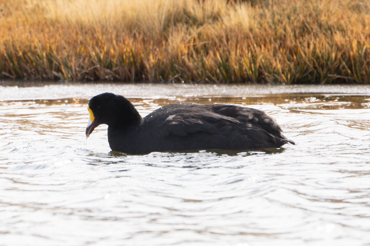 Giant Coot - ML621119460