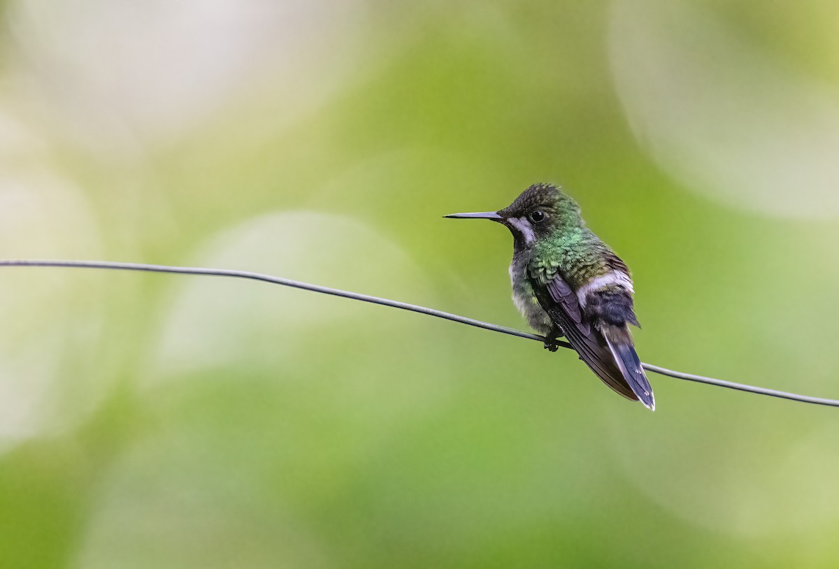 kolibřík trnoocasý - ML621119477