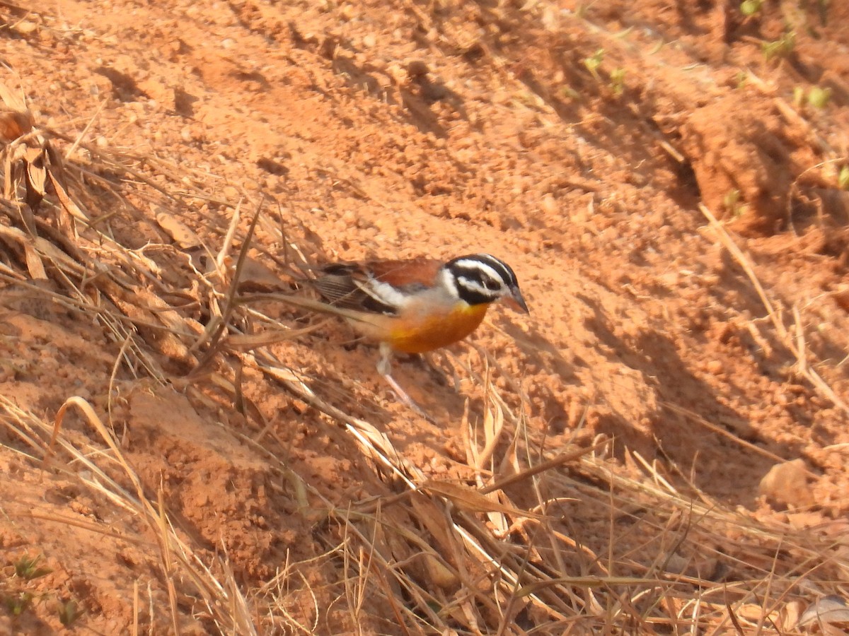 Golden-breasted Bunting - ML621119490