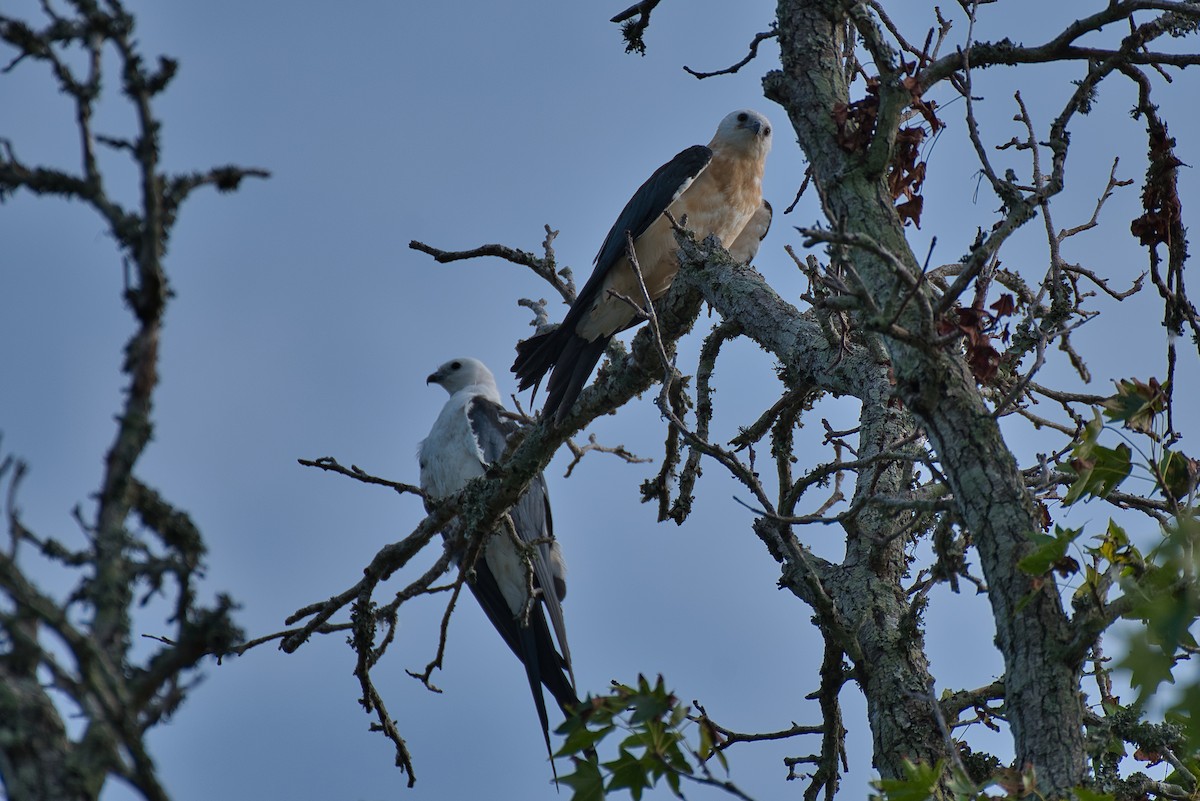 Swallow-tailed Kite - ML621119492