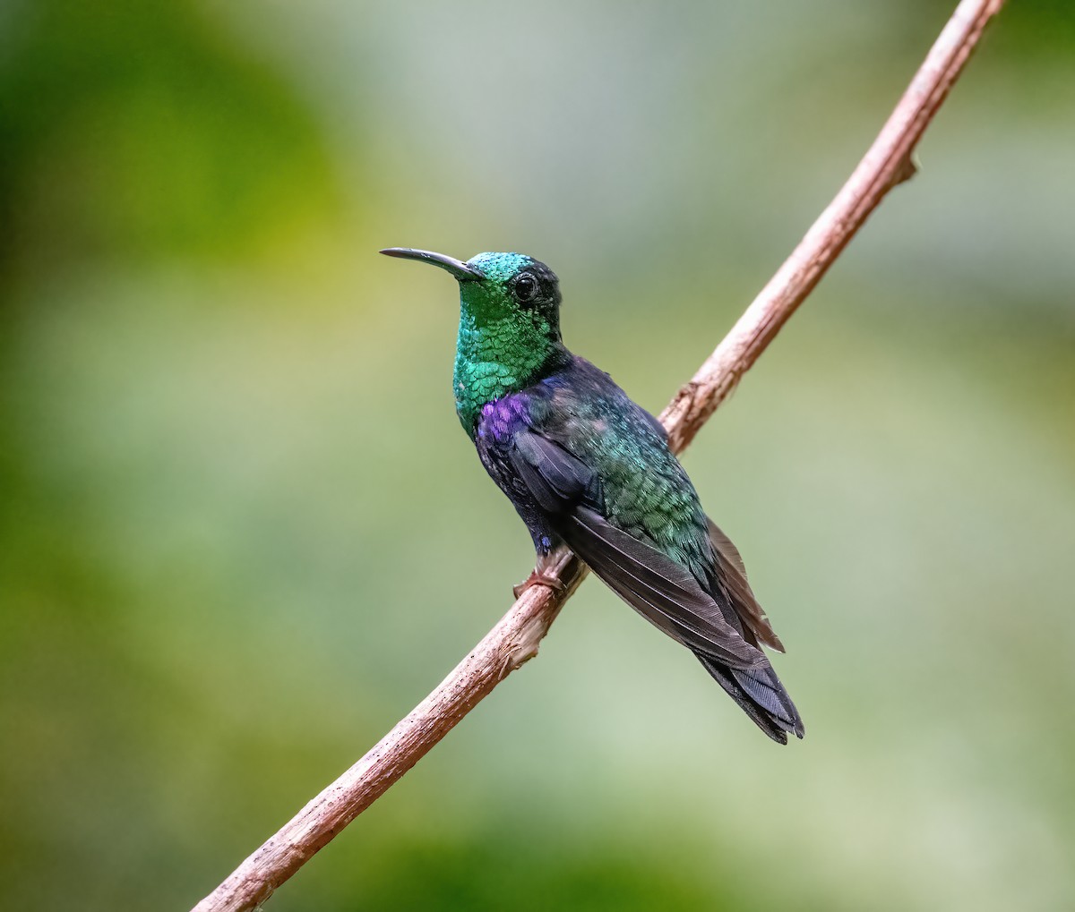 kolibřík vidloocasý [skupina fannyae] - ML621119494