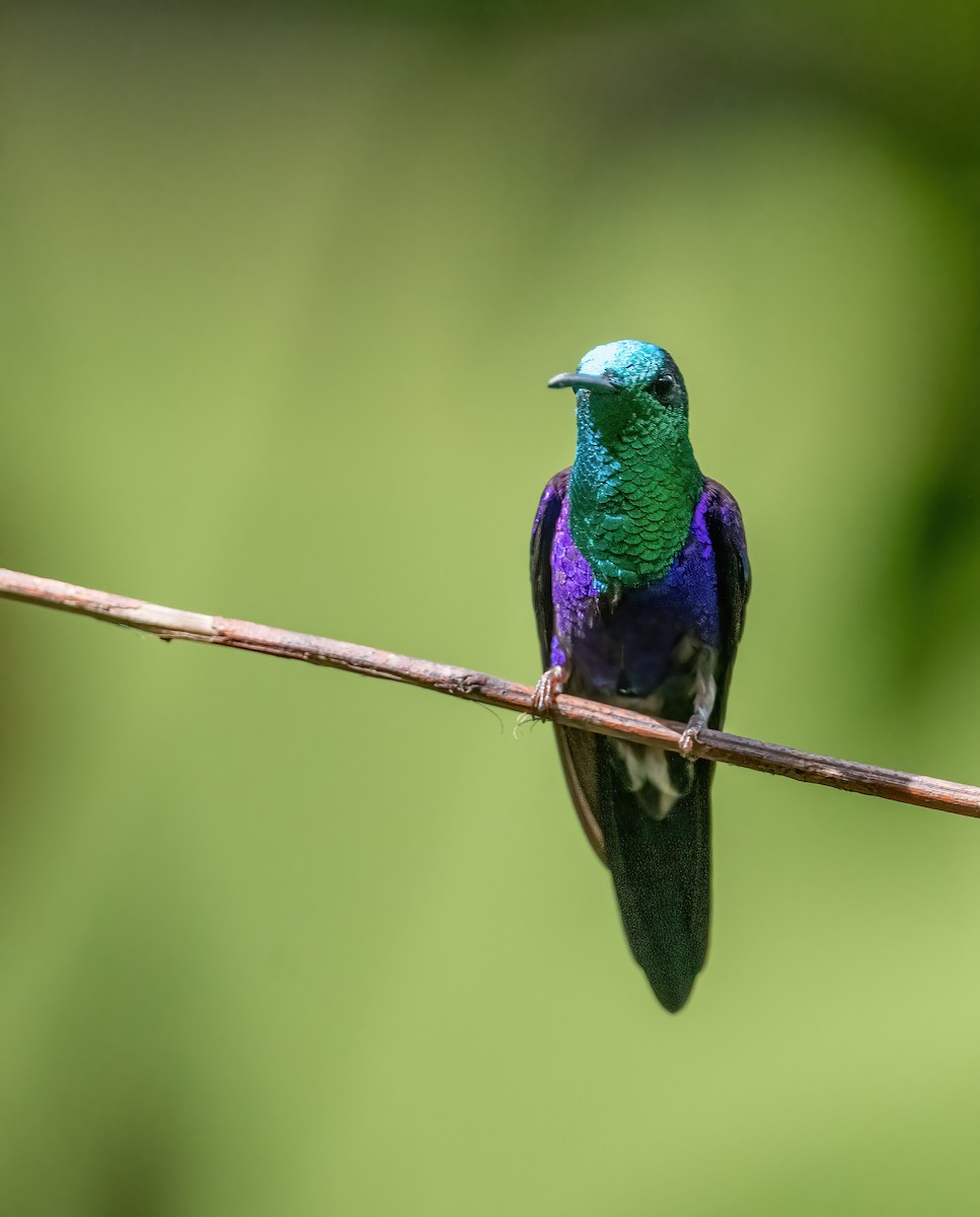 kolibřík vidloocasý [skupina fannyae] - ML621119495