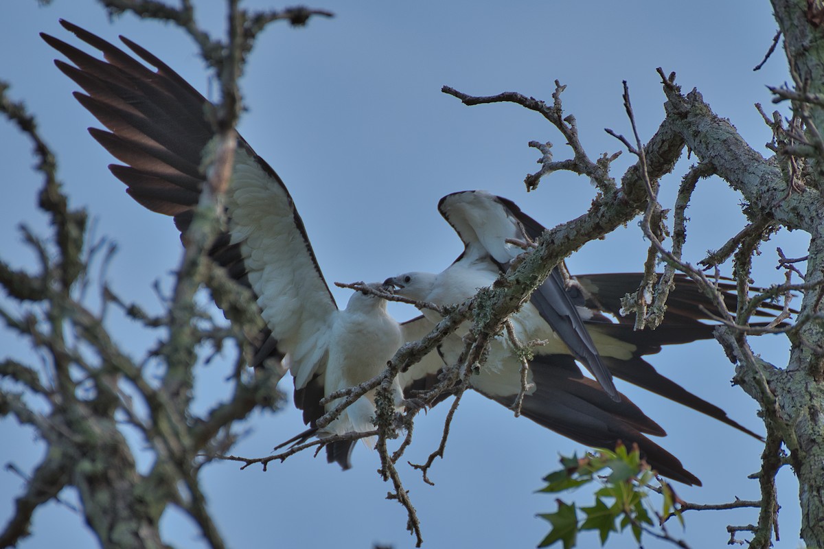 Swallow-tailed Kite - ML621119496