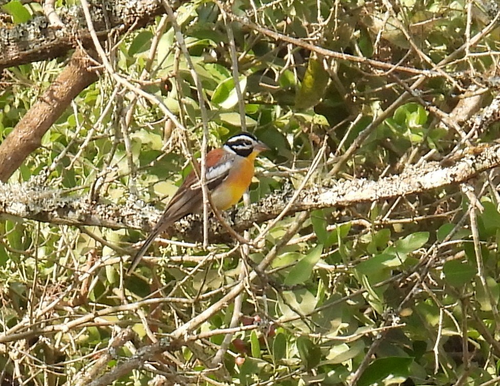 Golden-breasted Bunting - ML621119497
