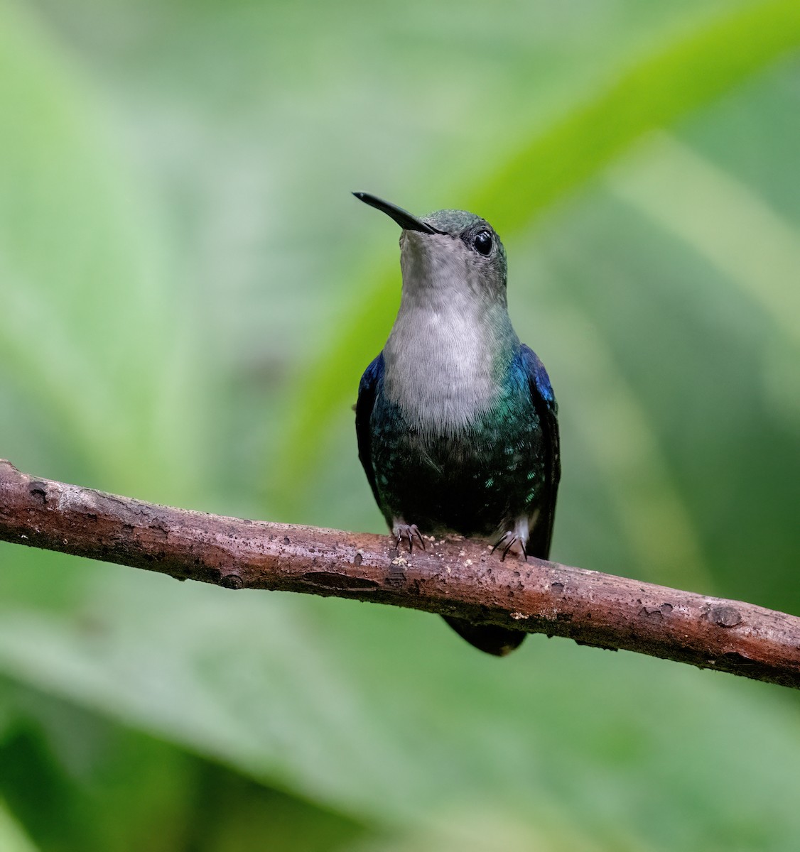 kolibřík vidloocasý [skupina fannyae] - ML621119499