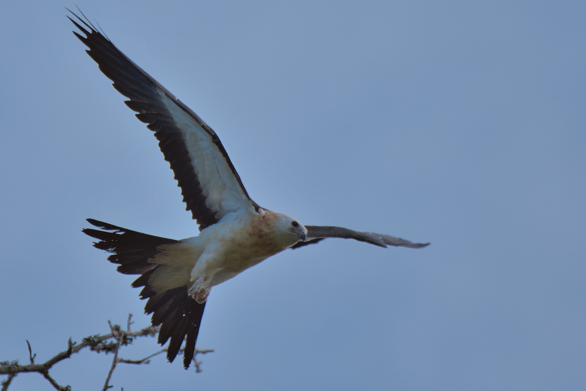 Swallow-tailed Kite - ML621119501
