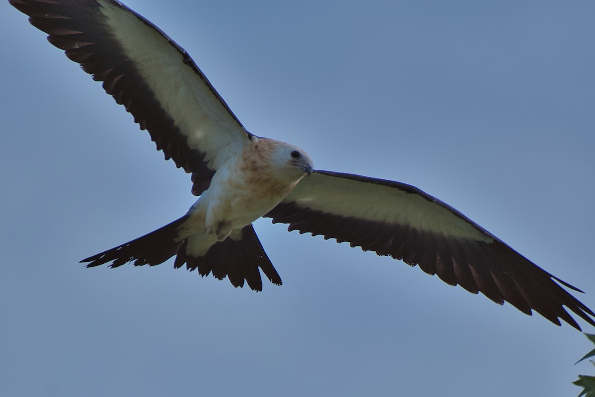 Swallow-tailed Kite - ML621119504