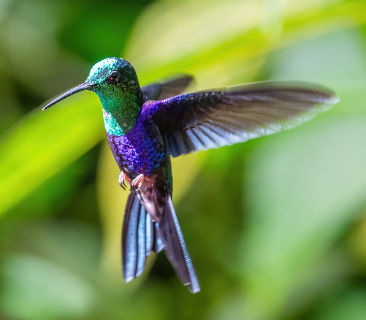kolibřík vidloocasý [skupina fannyae] - ML621119507