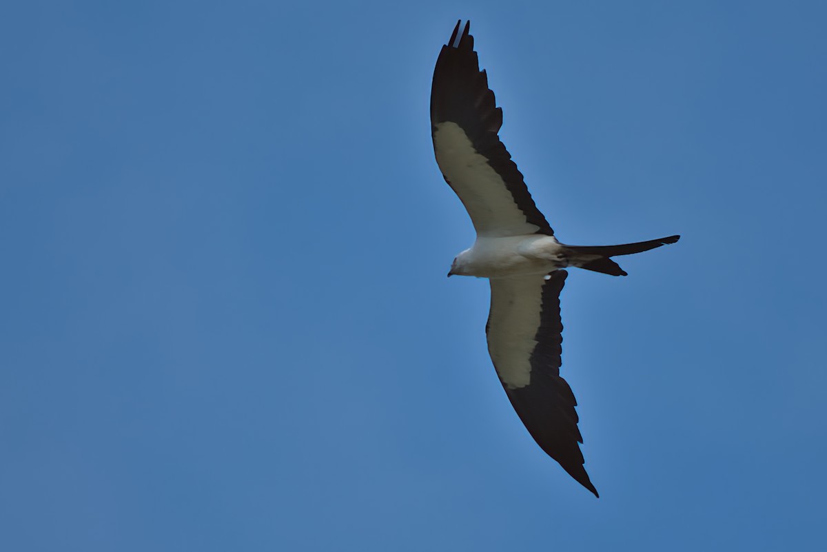 Swallow-tailed Kite - ML621119508