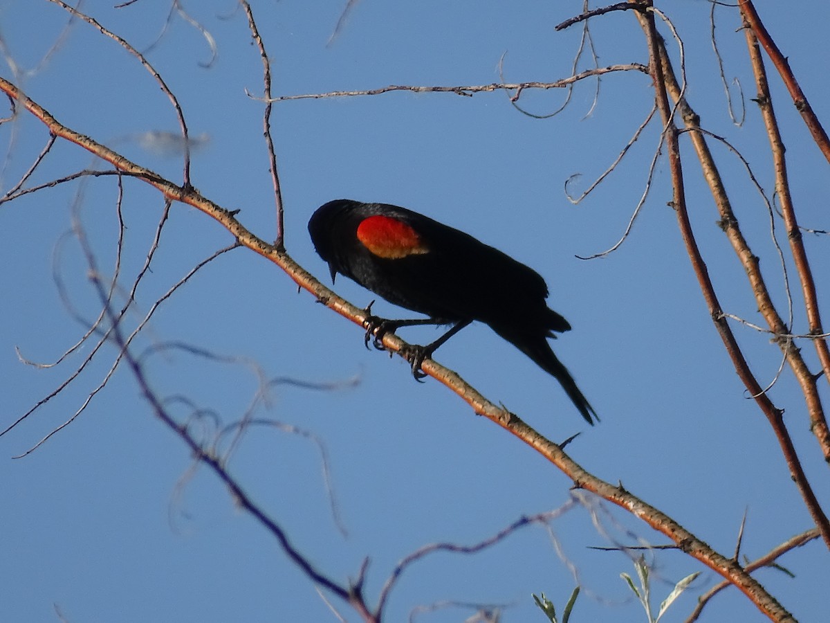 Red-winged Blackbird - ML621119544
