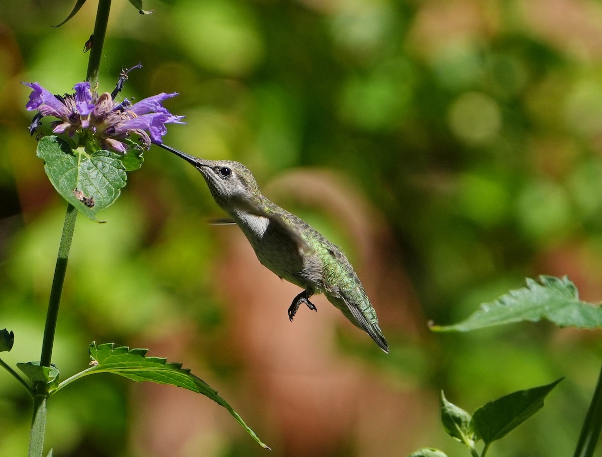 Anna's Hummingbird - ML621119561
