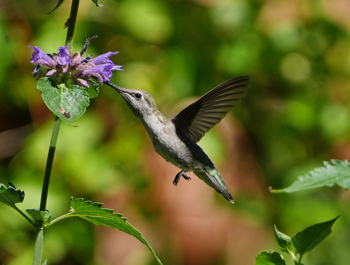 Anna's Hummingbird - ML621119564