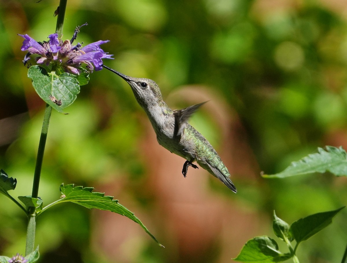 Anna's Hummingbird - ML621119571