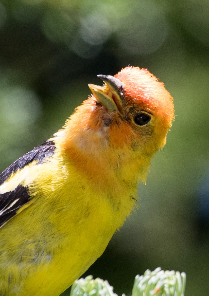 Western Tanager - ML621119594