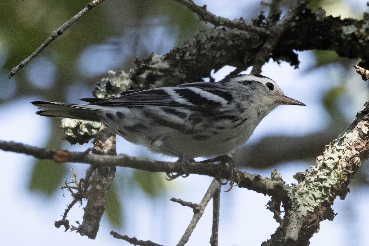 Black-and-white Warbler - ML621119603