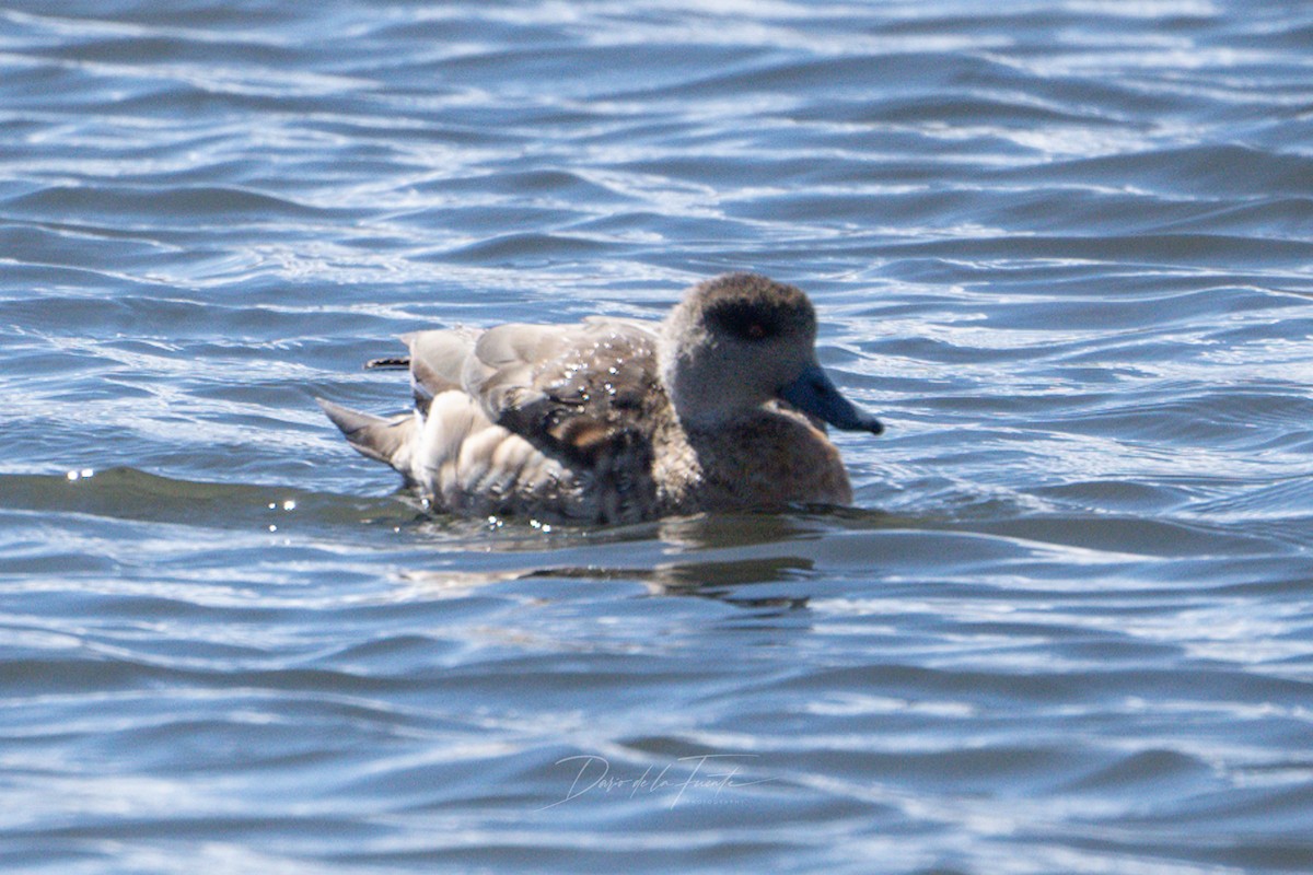 Crested Duck - ML621119685