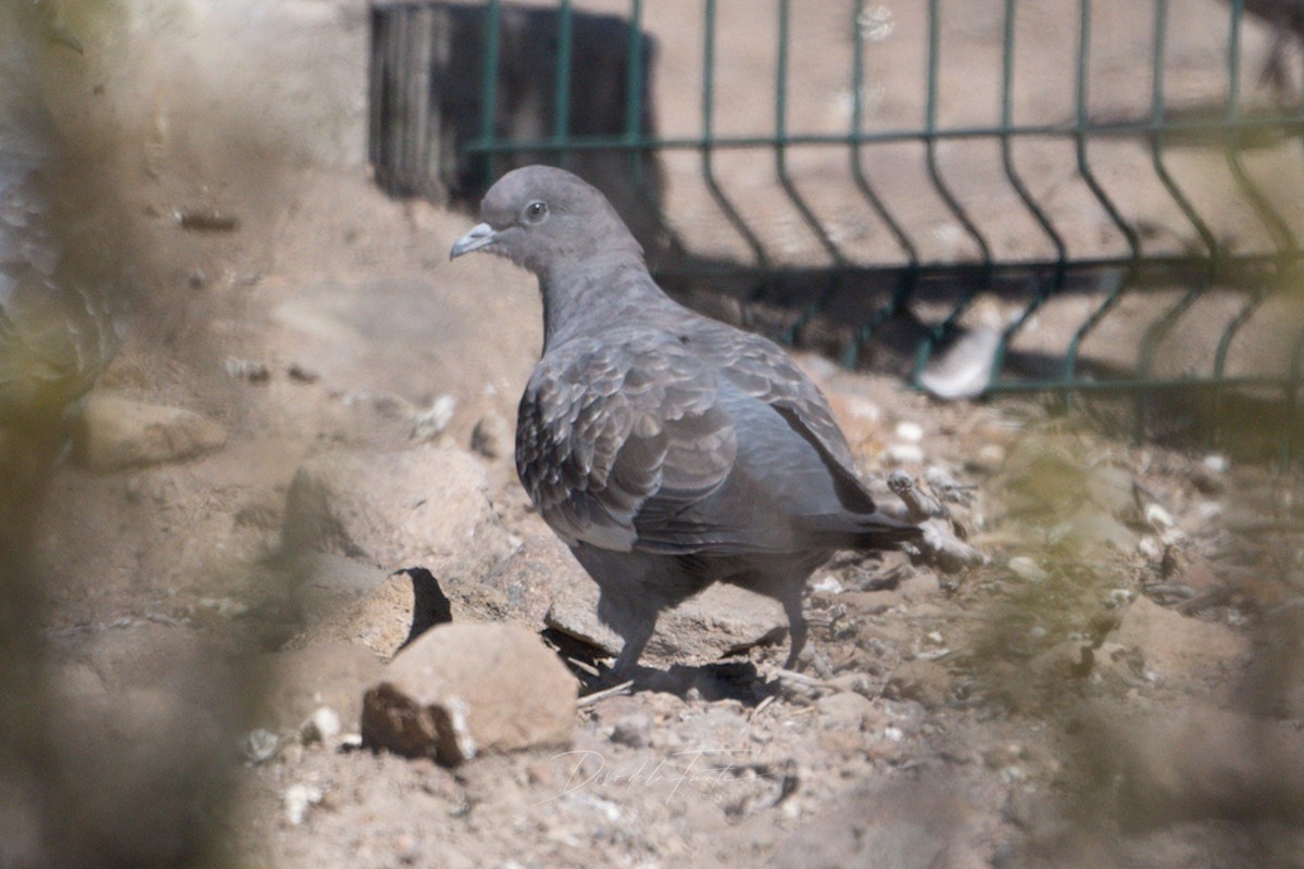 Spot-winged Pigeon - ML621119689