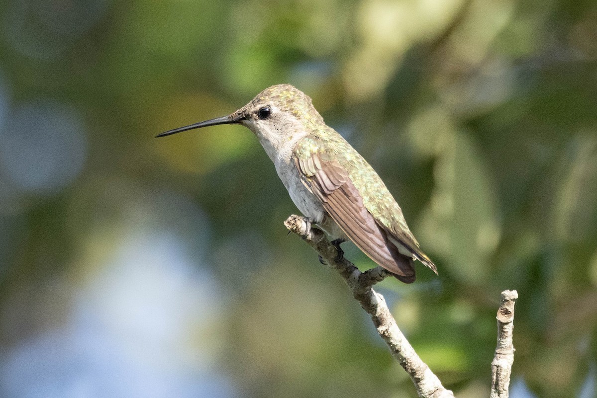 Black-chinned Hummingbird - ML621119697