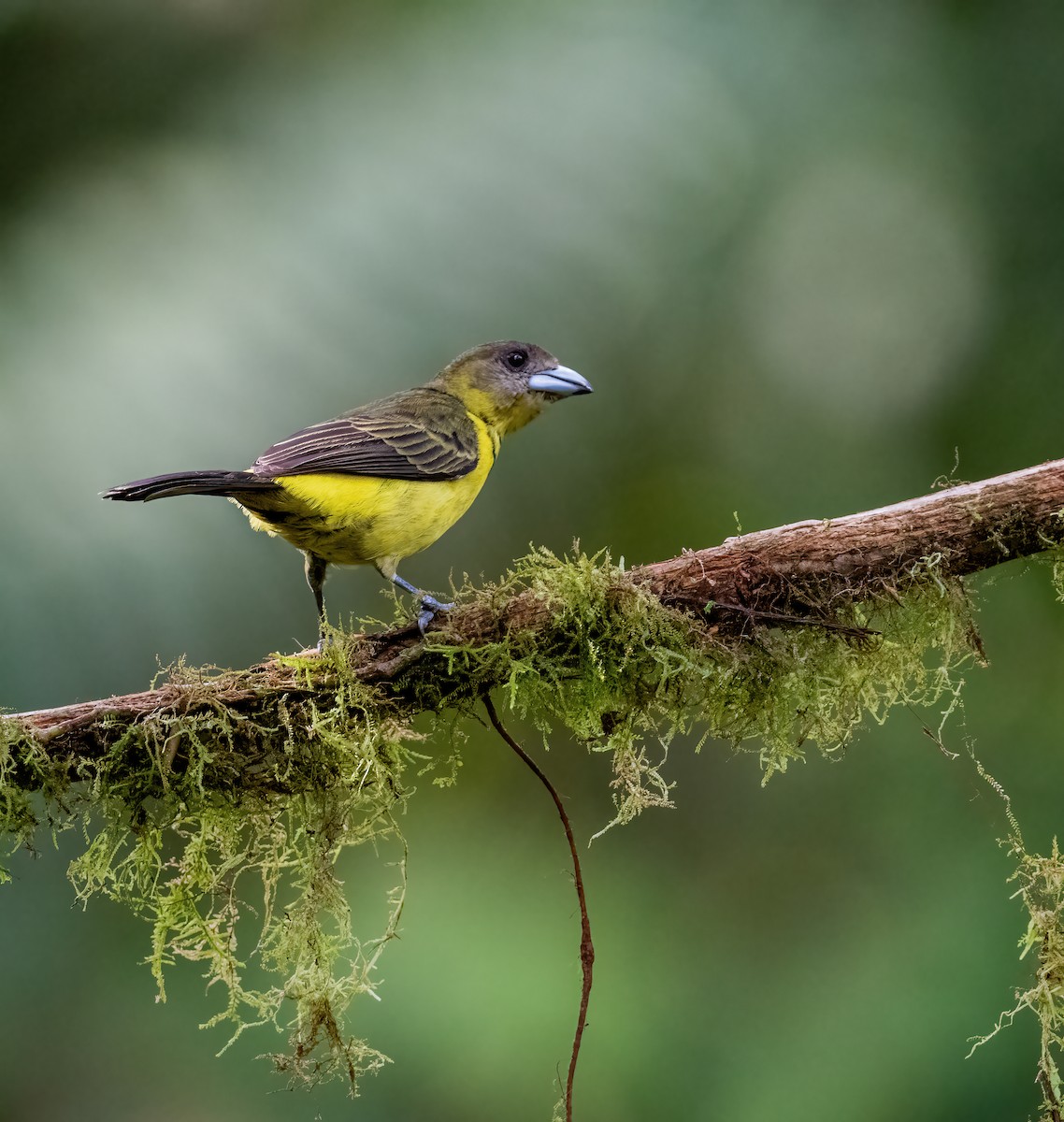 Flame-rumped Tanager (Lemon-rumped) - ML621119720