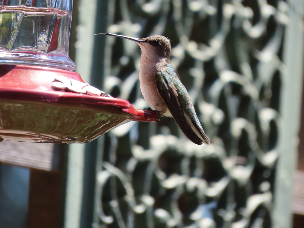 Black-chinned Hummingbird - ML621119722