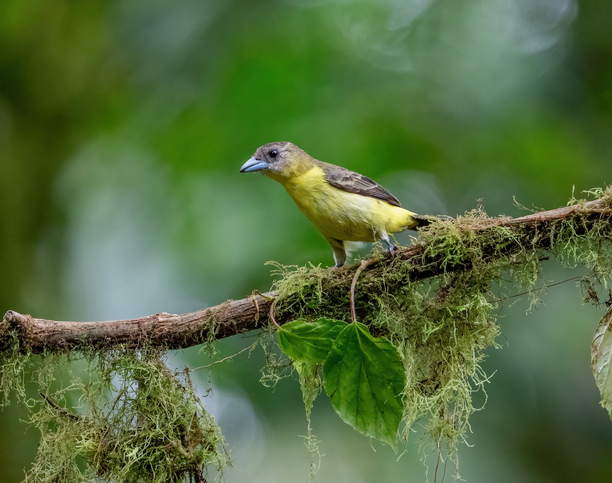 Flame-rumped Tanager (Lemon-rumped) - ML621119726