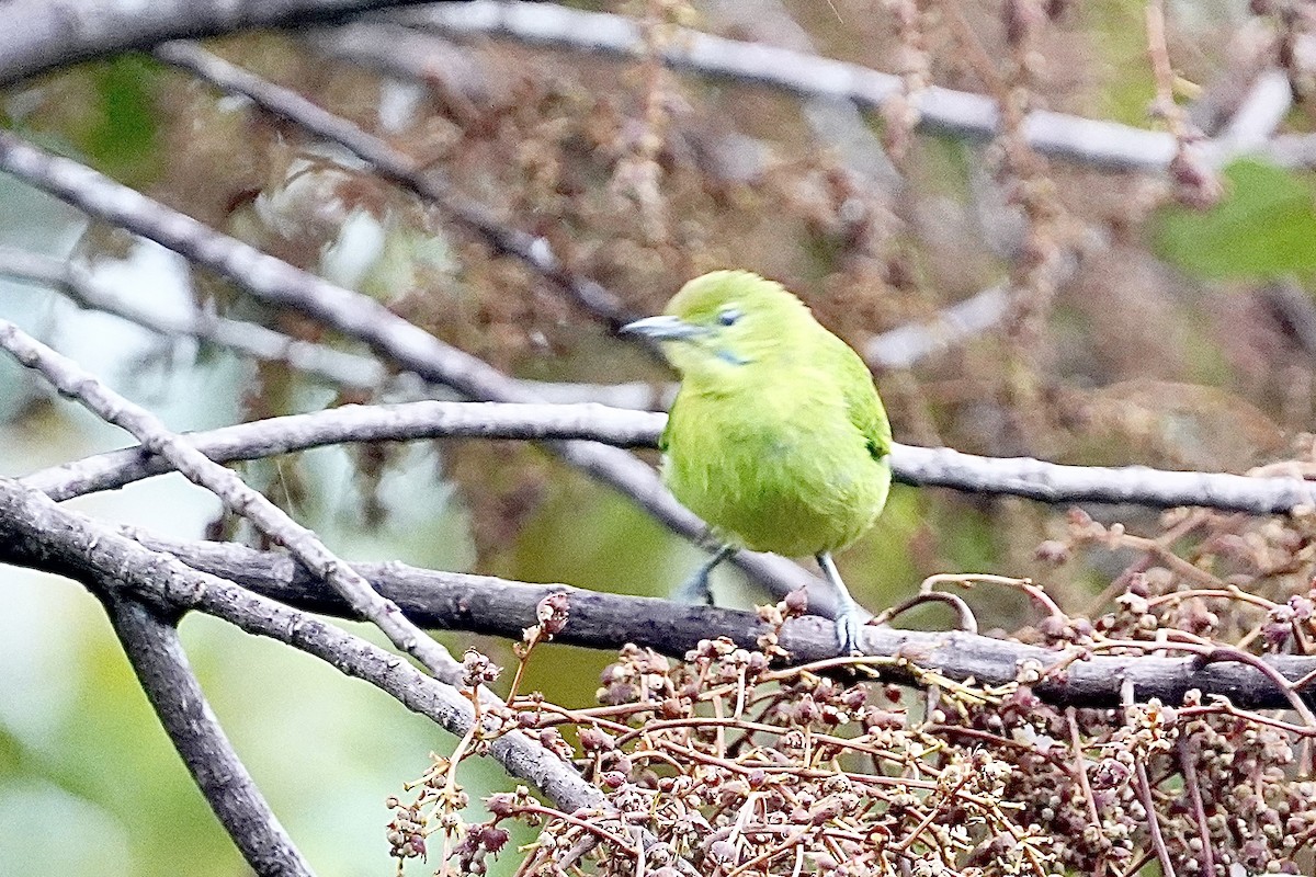 Lesser Green Leafbird - ML621119727