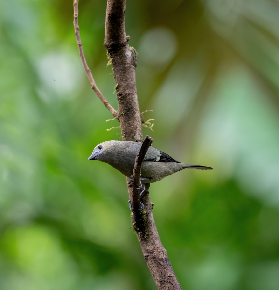 Palm Tanager - ML621119739