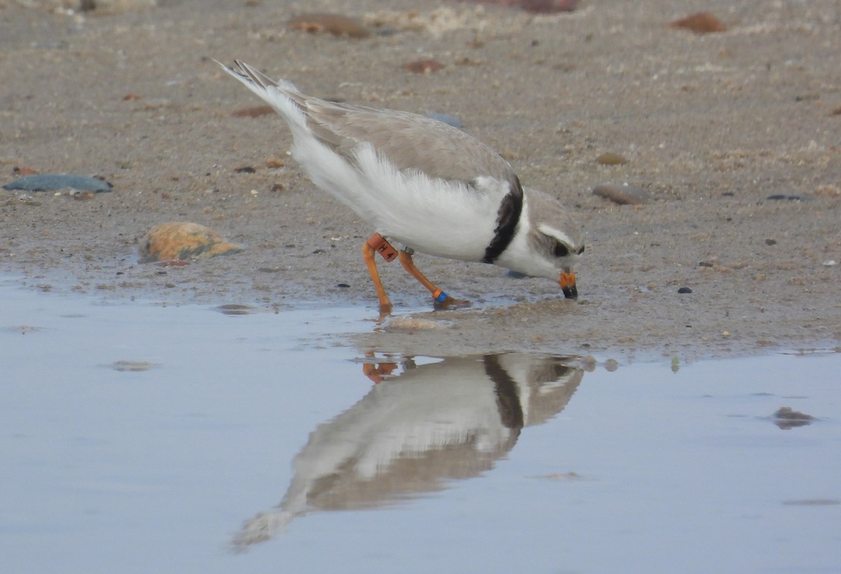 Piping Plover - ML621119759