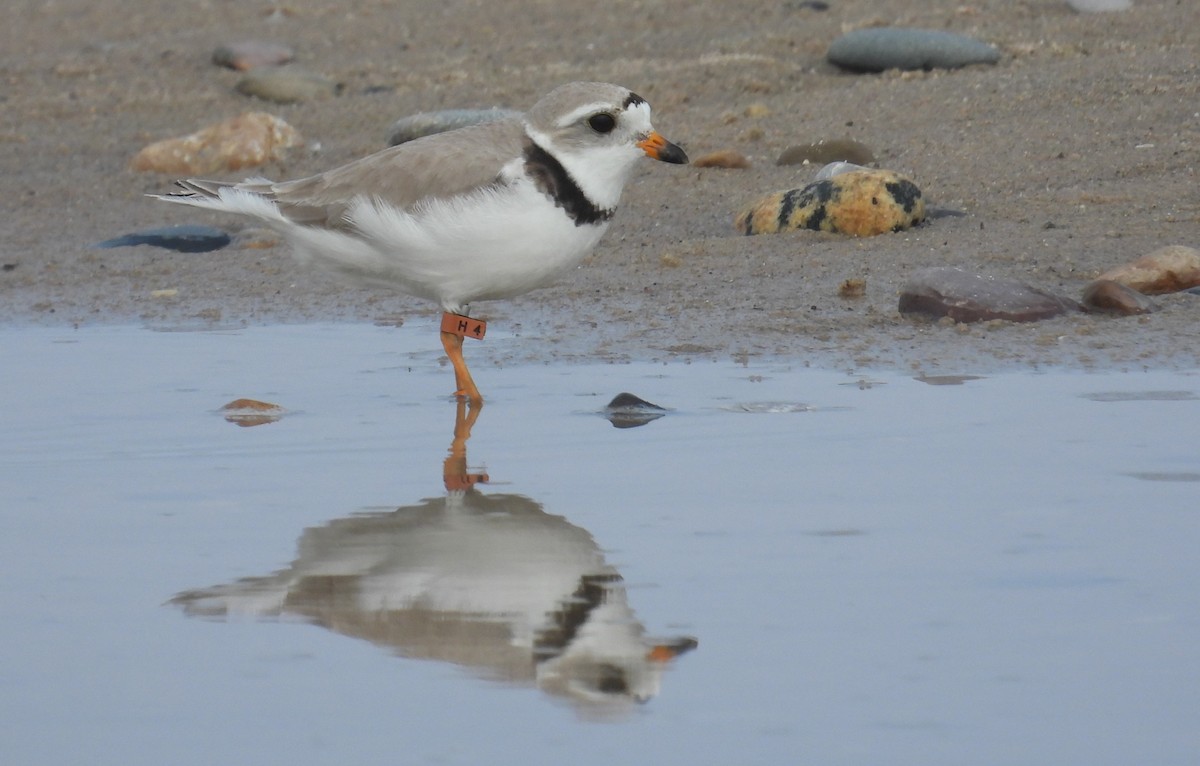 Piping Plover - ML621119760