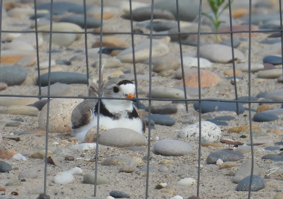 Piping Plover - ML621119761