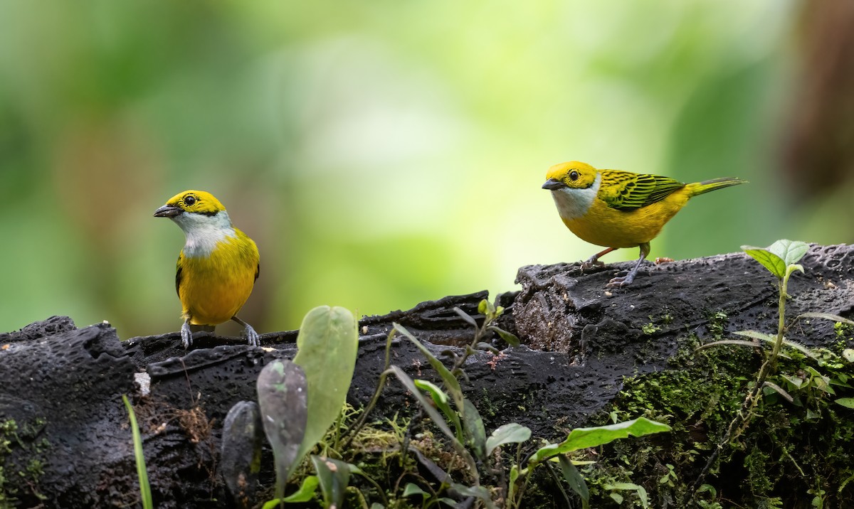 Silver-throated Tanager - ML621119762