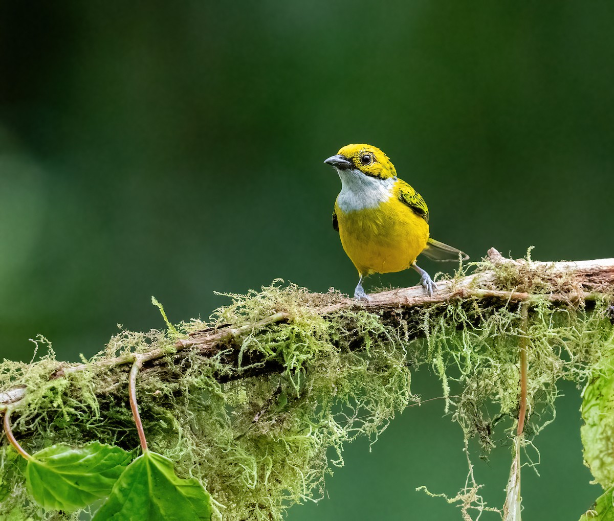 Silver-throated Tanager - ML621119763