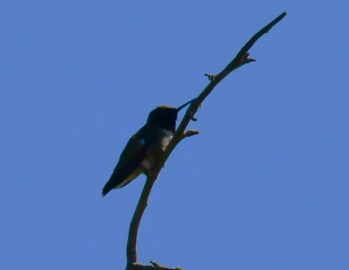 Black-chinned Hummingbird - ML621119767