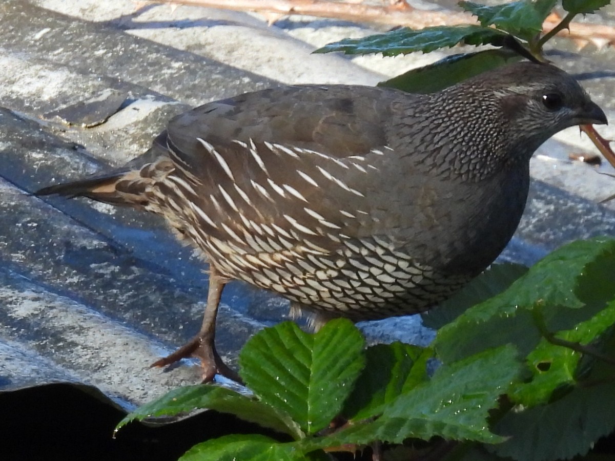 California Quail - ML621119779