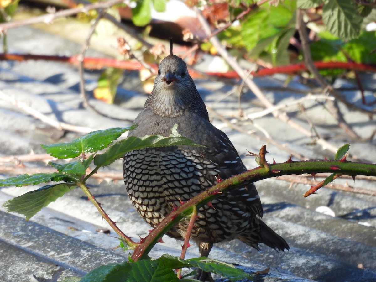 California Quail - ML621119781